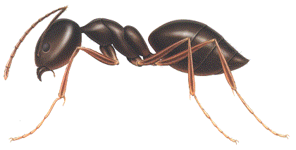 Arquitecasa dá a dica: formigas
