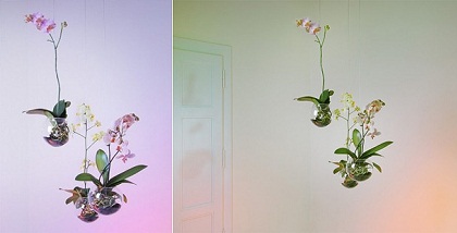 Orquídeas voadoras by Monsterra Design